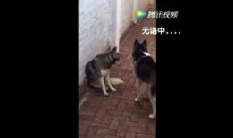 八卦圈爆料黄二狗视频