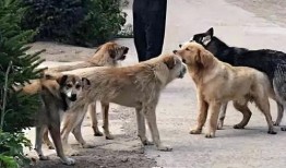 狗大团子爆料视频大全集,揭秘娱乐圈幕后真相